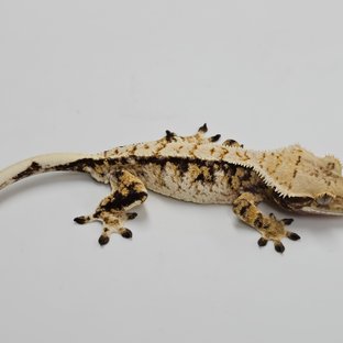 노멀 트라이 익스트림할리퀸 화이트스팟