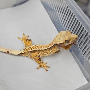 트라이 익스트림할리퀸