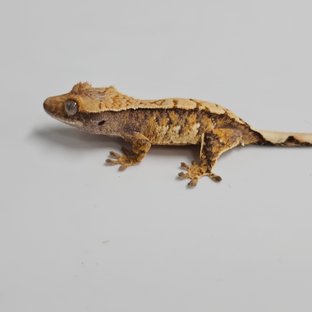 노멀 트라이 익스트림할리퀸 화이트스팟 드리피