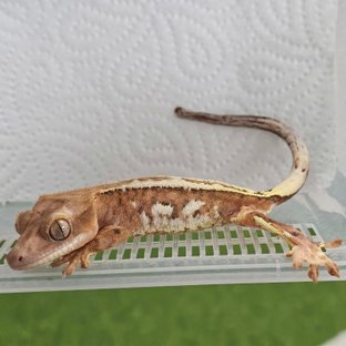 크림시클 카푸치노 풀핀