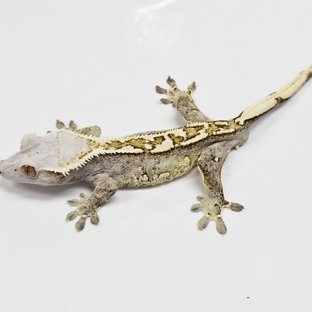 노멀 트라이 익스트림할리퀸