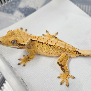 트라이 익스트림할리퀸 화이트스팟