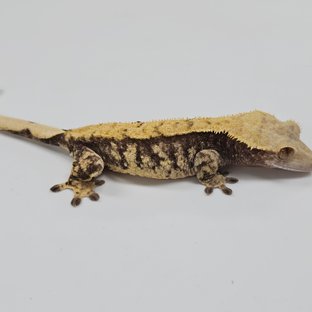 노멀 익스트림할리퀸 화이트스팟