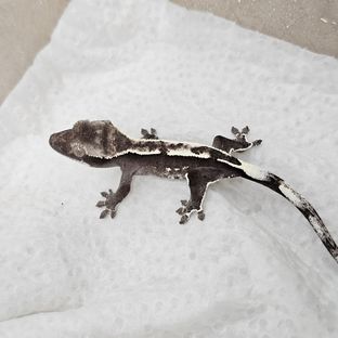 아잔틱