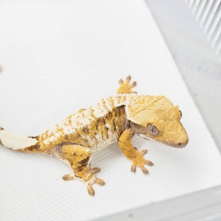 트라이 익스트림할리퀸