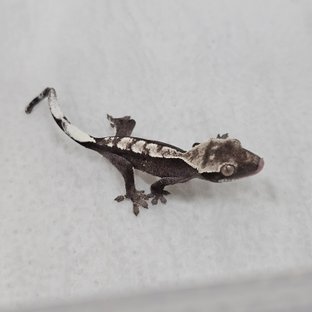 아잔틱