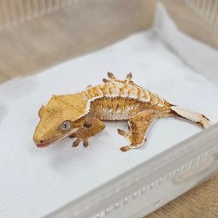 Normal Tri Extreme Harlequin