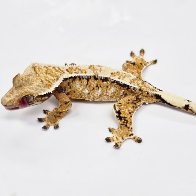 Extreme Harlequin White Spot Tri