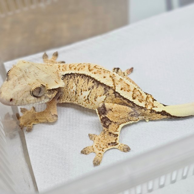 Normal Tri Extreme Harlequin