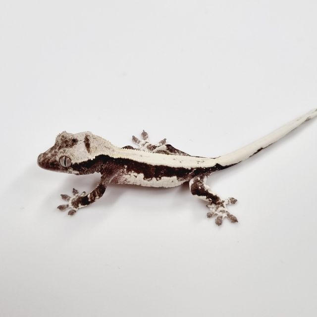 릴잔틱