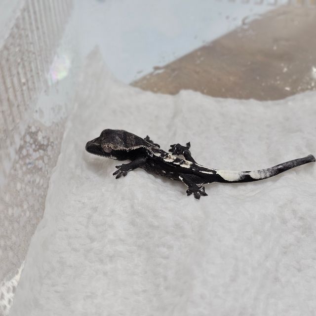 아잔틱