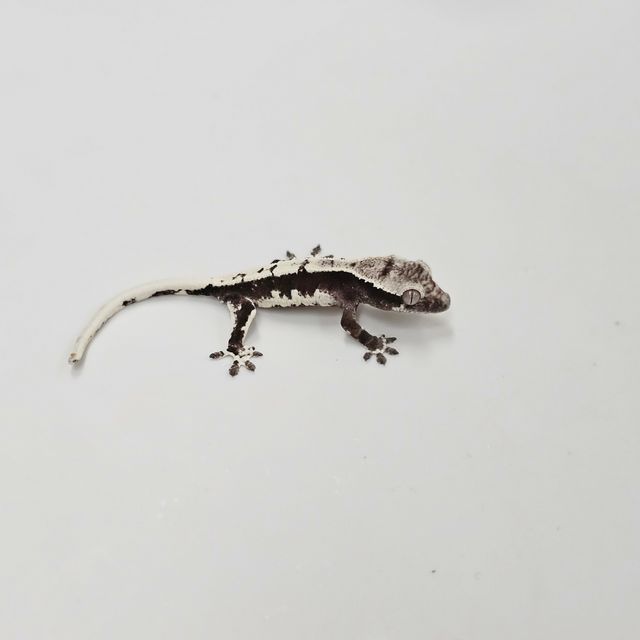 릴잔틱