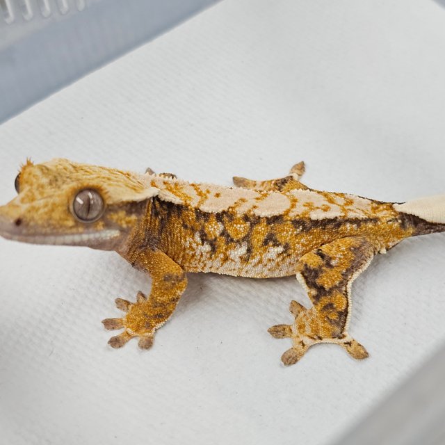 트라이 익스트림할리퀸 드리피 화이트스팟