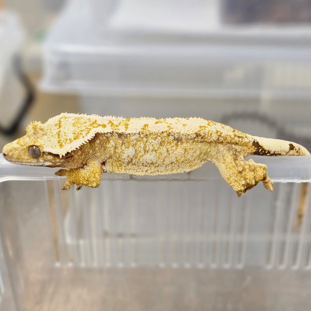 Tri Extreme Harlequin Drippy White Spot