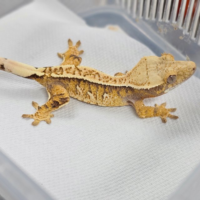 트라이 익스트림할리퀸