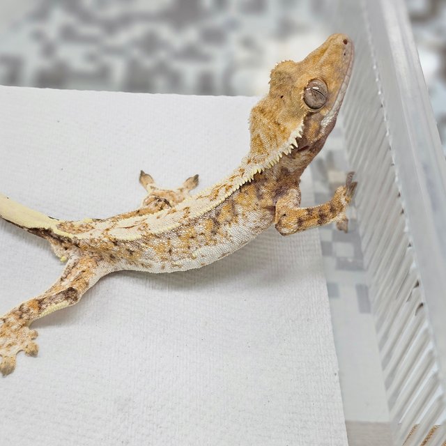 Normal Tri Extreme Harlequin White Spot Drippy