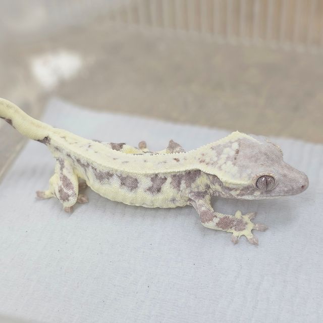 프라푸치노