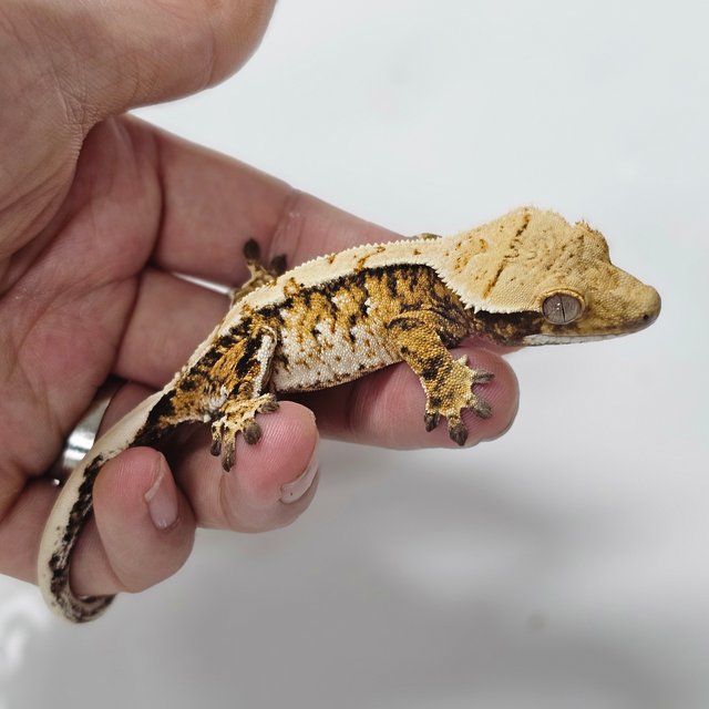 트라이 익스트림할리퀸 화이트스팟