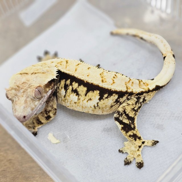 Normal Tri Extreme Harlequin