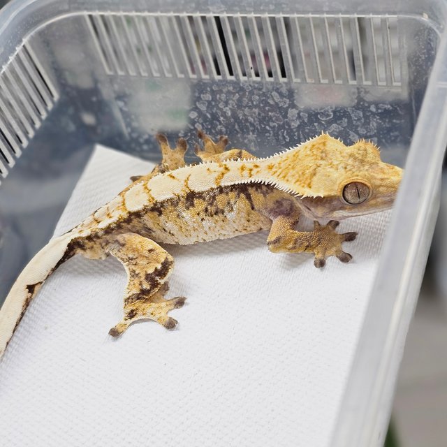 트라이 익스트림할리퀸 화이트스팟 드리피