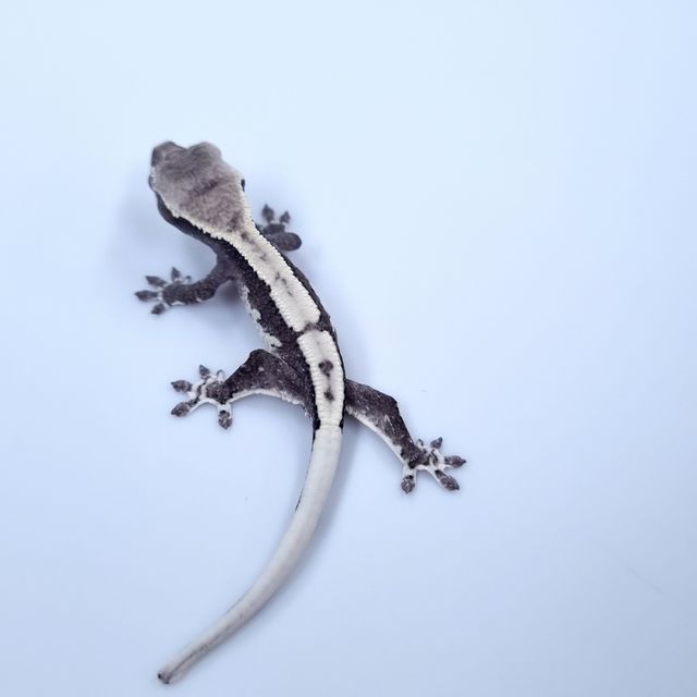 릴잔틱
