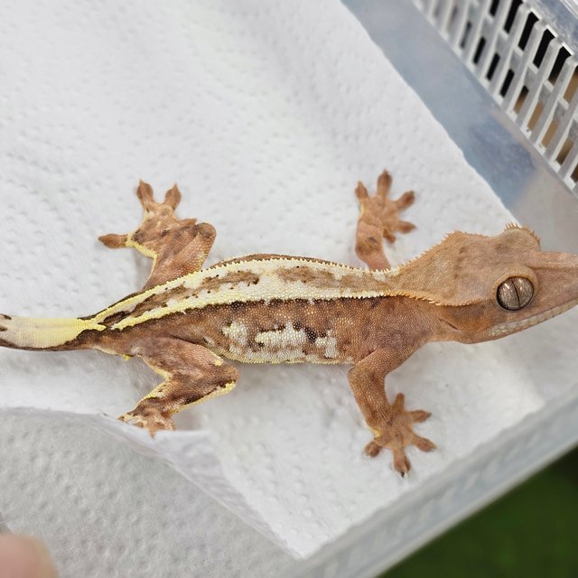 Creamsicle Cappuccino Full Pinstripe