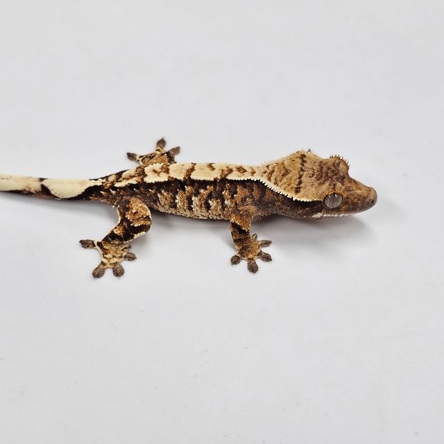 Tri Extreme Harlequin White Spot