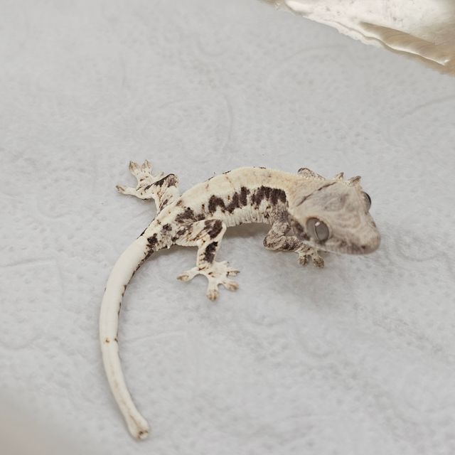 프라푸치노