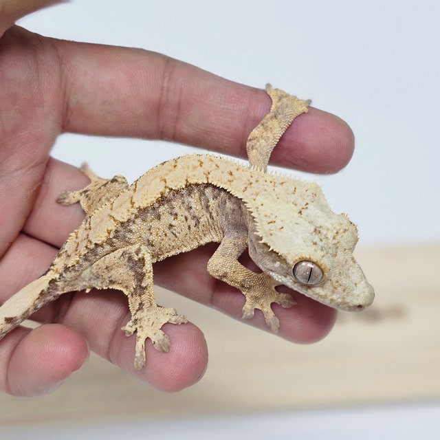 노멀 트라이 익스트림할리퀸 화이트스팟