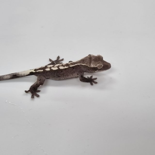 아잔틱