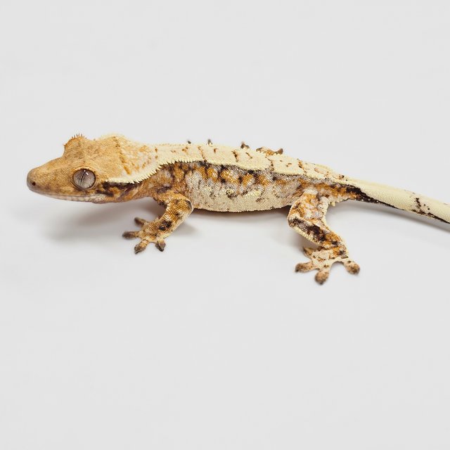 Normal Tri Extreme Harlequin Drippy White Spot