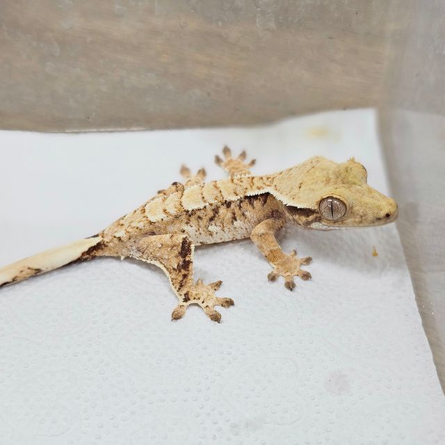 Normal Tri Extreme Harlequin