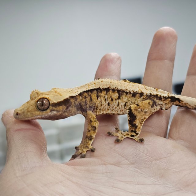 트라이 익스트림할리퀸