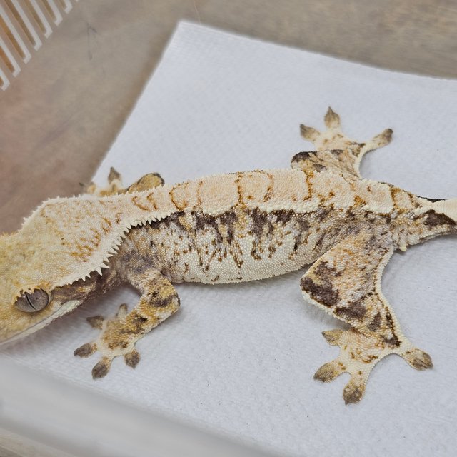 Normal Tri Extreme Harlequin