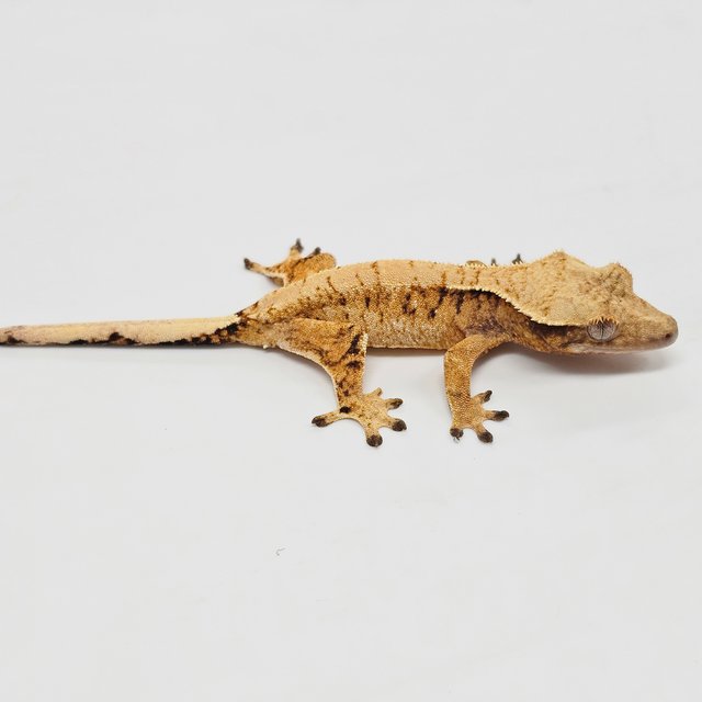 Tri Extreme Harlequin Normal