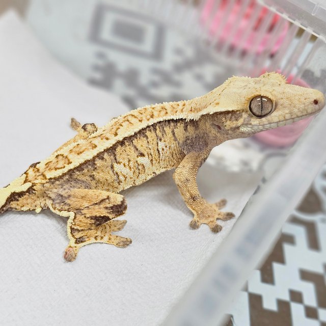 Normal Tri Extreme Harlequin