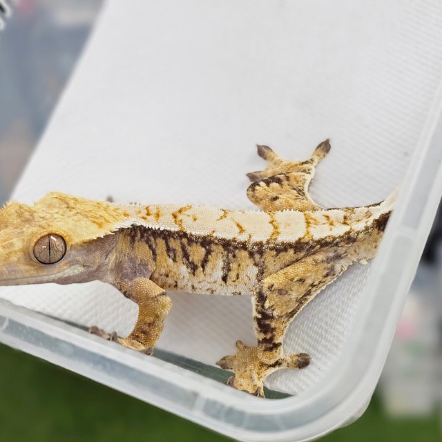 트라이 익스트림할리퀸 화이트스팟 드리피