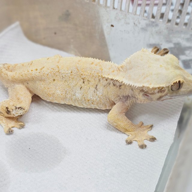 Tri Extreme Harlequin White Spot Drippy
