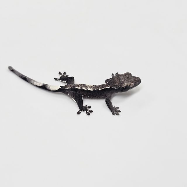 아잔틱