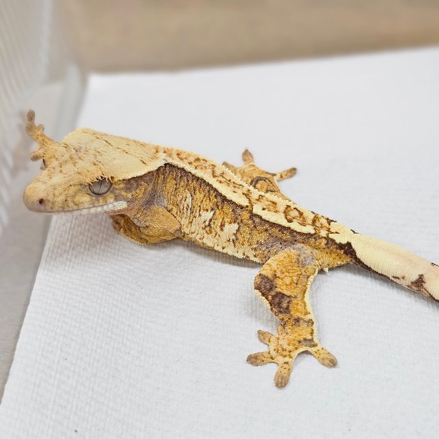 트라이 익스트림할리퀸