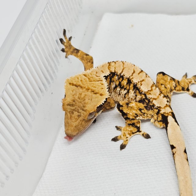 노멀 트라이 익스트림할리퀸