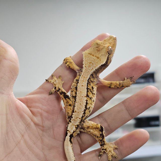 트라이 익스트림할리퀸