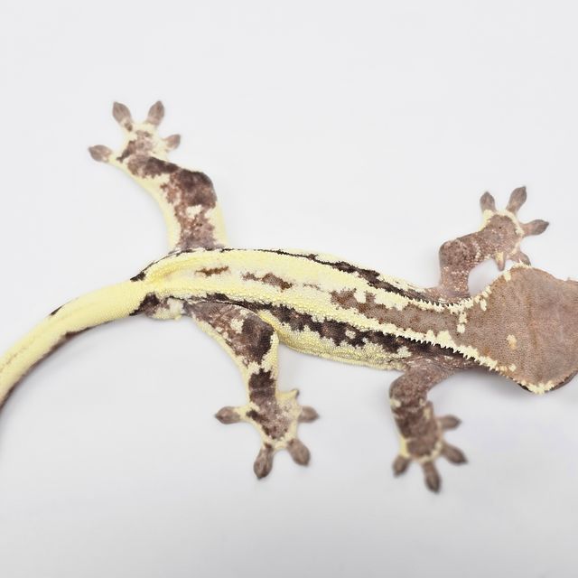 Frappuccino