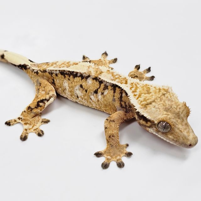 Extreme Harlequin White Spot Tri