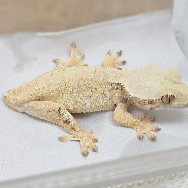 Tri Extreme Harlequin White Spot Drippy