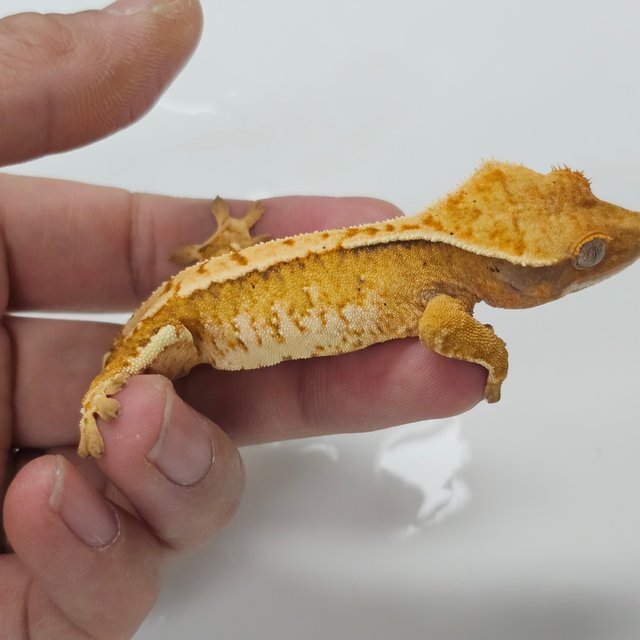 트라이 익스트림할리퀸