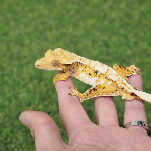 트라이 익스트림할리퀸 드리피