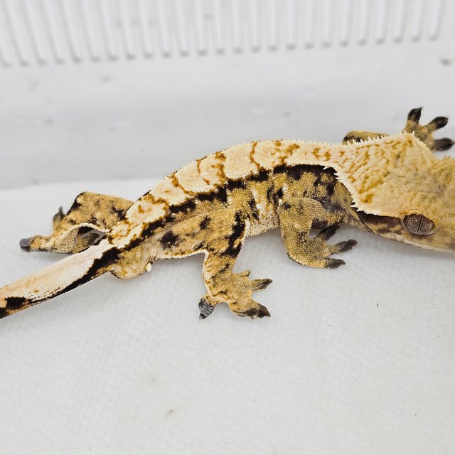 노멀 트라이 익스트림할리퀸