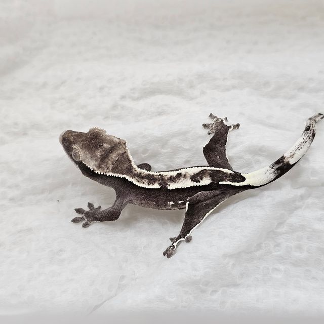 아잔틱