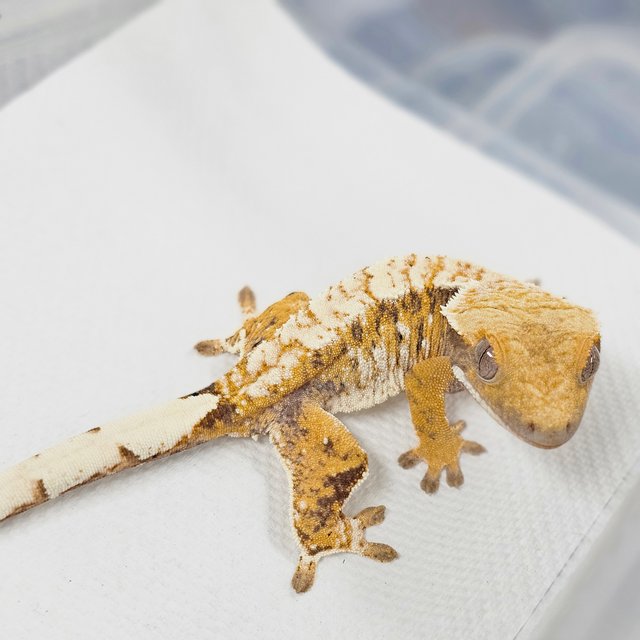 트라이 익스트림할리퀸